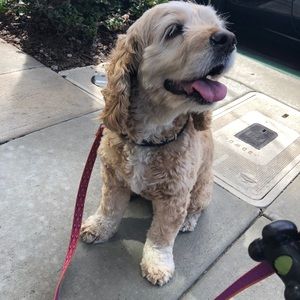 Meet your Posher, Ellie